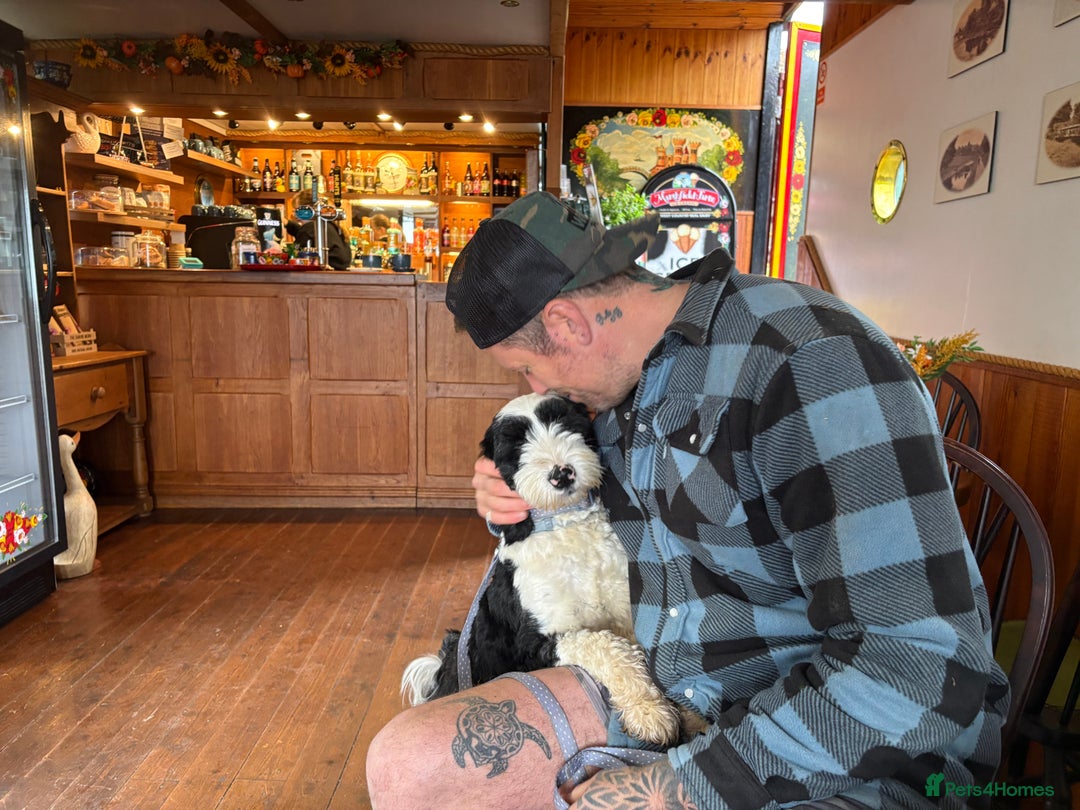 Tibetan Terrier dogs for sale: KC fully health tested exceptionally bred Tibetan  - Advert 10