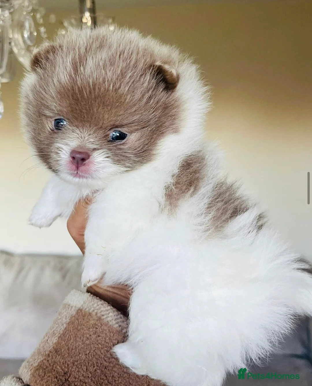 Pomeranian dogs for stud: 🏆 LOTS of champion lines, tiny teddy bear 🧸 in Leeds - Advert 14