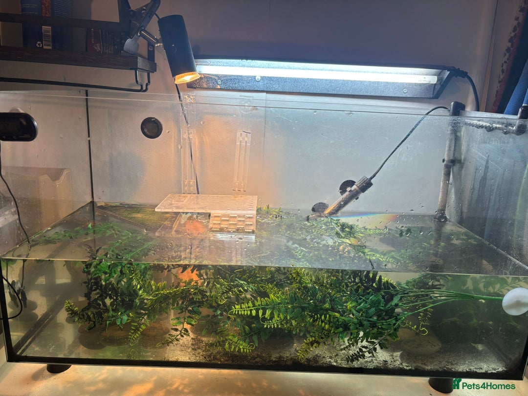 Turtle reptiles for sale: Chinese stripe neck pond turtles - Image 12