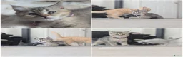 Scottish Fold cats for sale: Scottish fold/straight  - Advert 5
