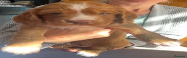 Cocker Spaniel 2