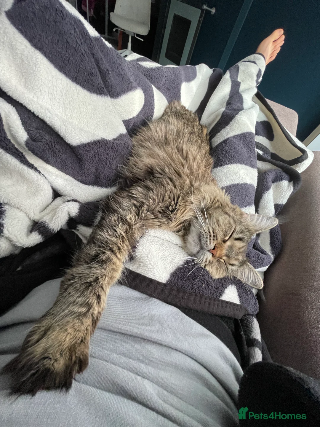 Maine Coon cats for sale: Beautiful Maine Coon Cat Looking for a Loving Home in Harlow - Advert 3