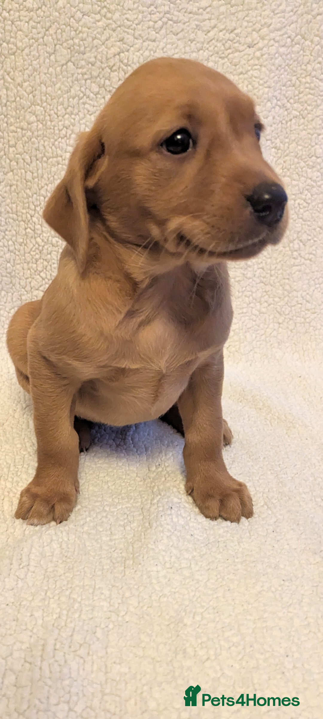Labrador Retriever dogs for sale: Fox red Labradors  - Advert 15