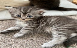 Ragdoll cats for sale: Adorable Ragdoll x Chinchilla Tabby - Image 2