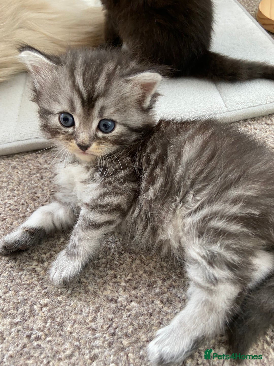 Ragdoll cats for sale: Adorable Ragdoll x Chinchilla Tabby - Image 2