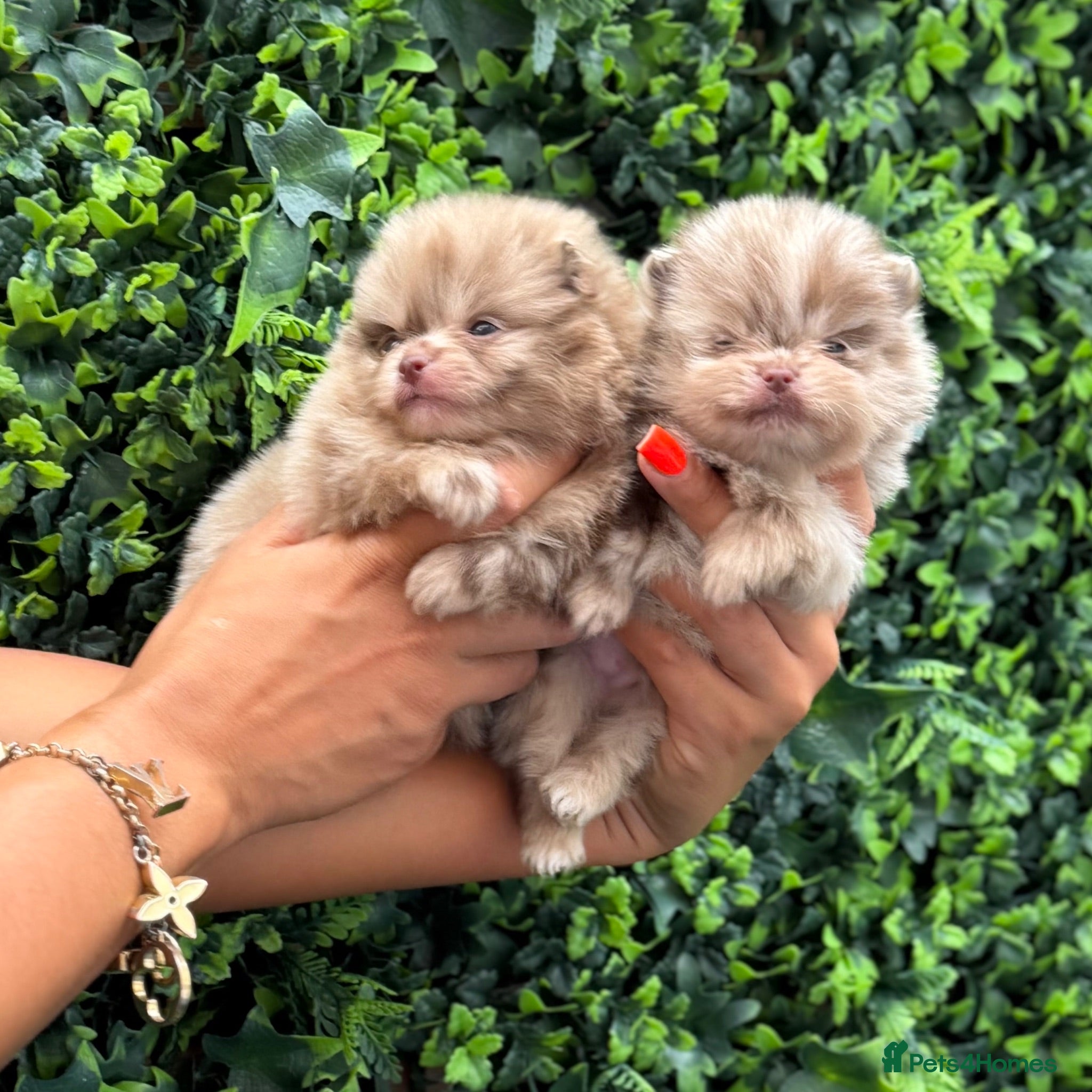 Pomeranian dogs Lilac Chocolate Merle Babies  - Advert 1