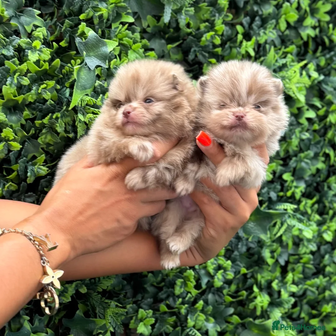 Pomeranian dogs for sale: Lilac Chocolate Merle Babies  - Advert 1