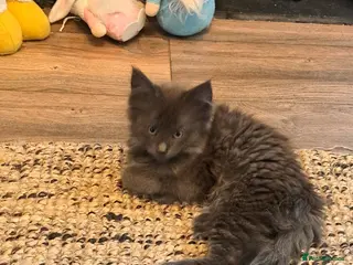 Maine Coon cats **REDUCED** PEDIGREE GCCF MAINE COON LAST ONE - Advert 7