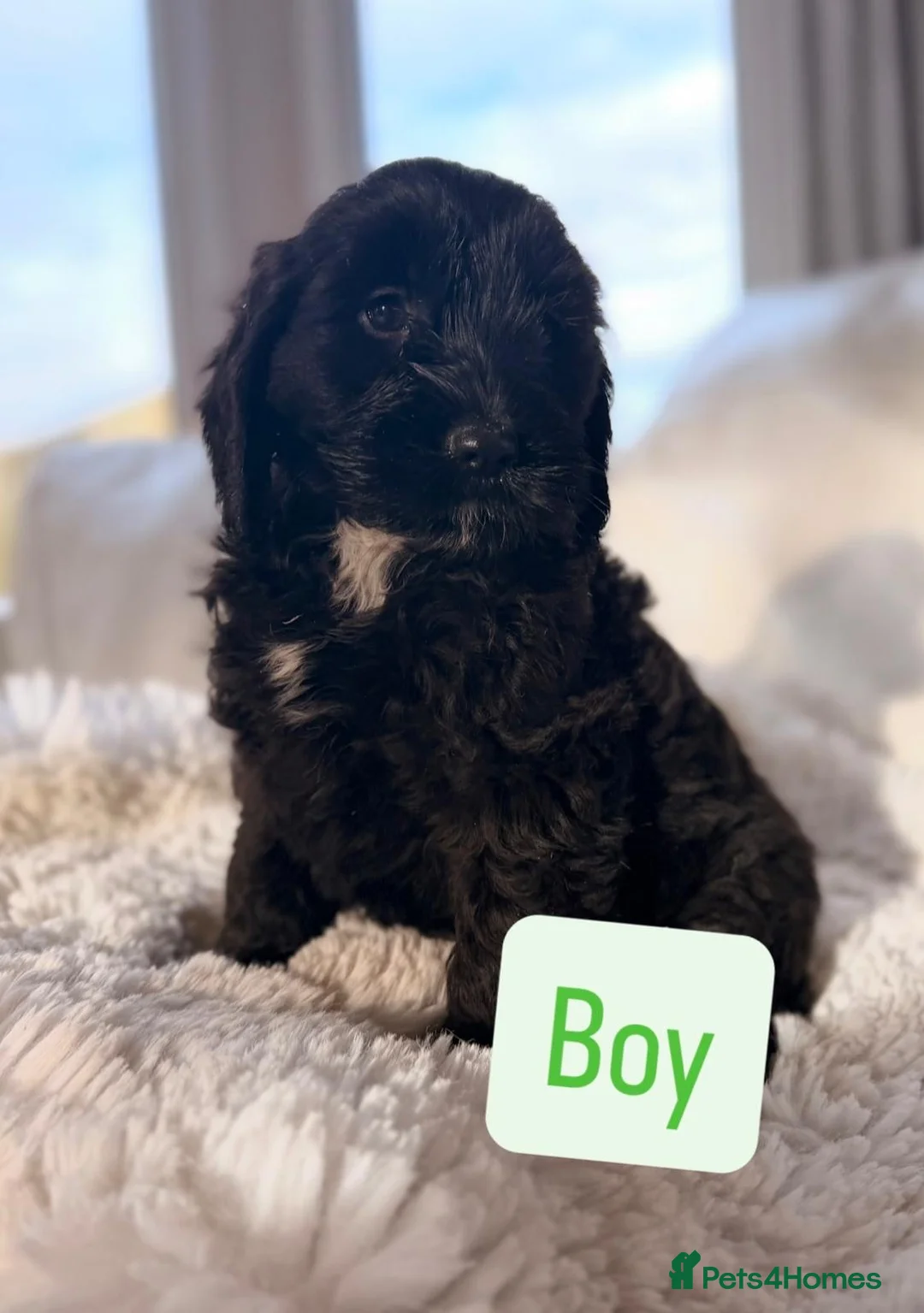 Cockapoo dogs for sale: F1 Cockapoo puppies  - Advert 6