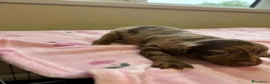 Cockapoo 4