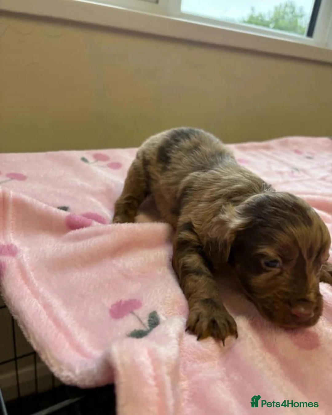 Cockapoo dogs for sale: Cockapoo Puppies in Birmingham - Advert 2