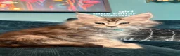 Maine Coon cats for sale: Gorgeous TICA Registered Maine Coon Kittens - Advert 15