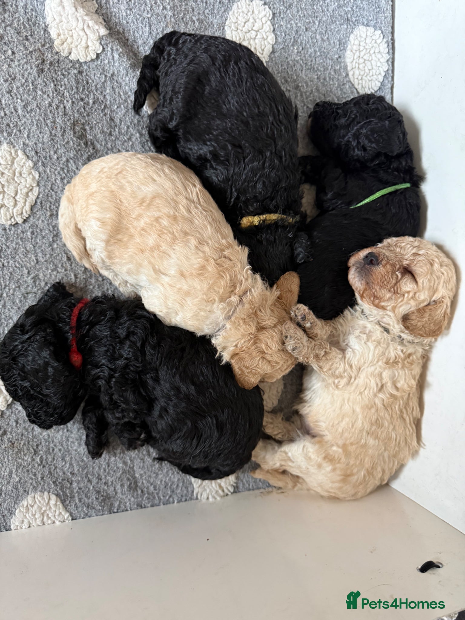 Mixed Breed dogs Adorable Poodle Puppies - Advert 14