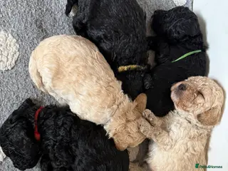 Mixed Breed dogs Adorable Poodle Puppies - Advert 14