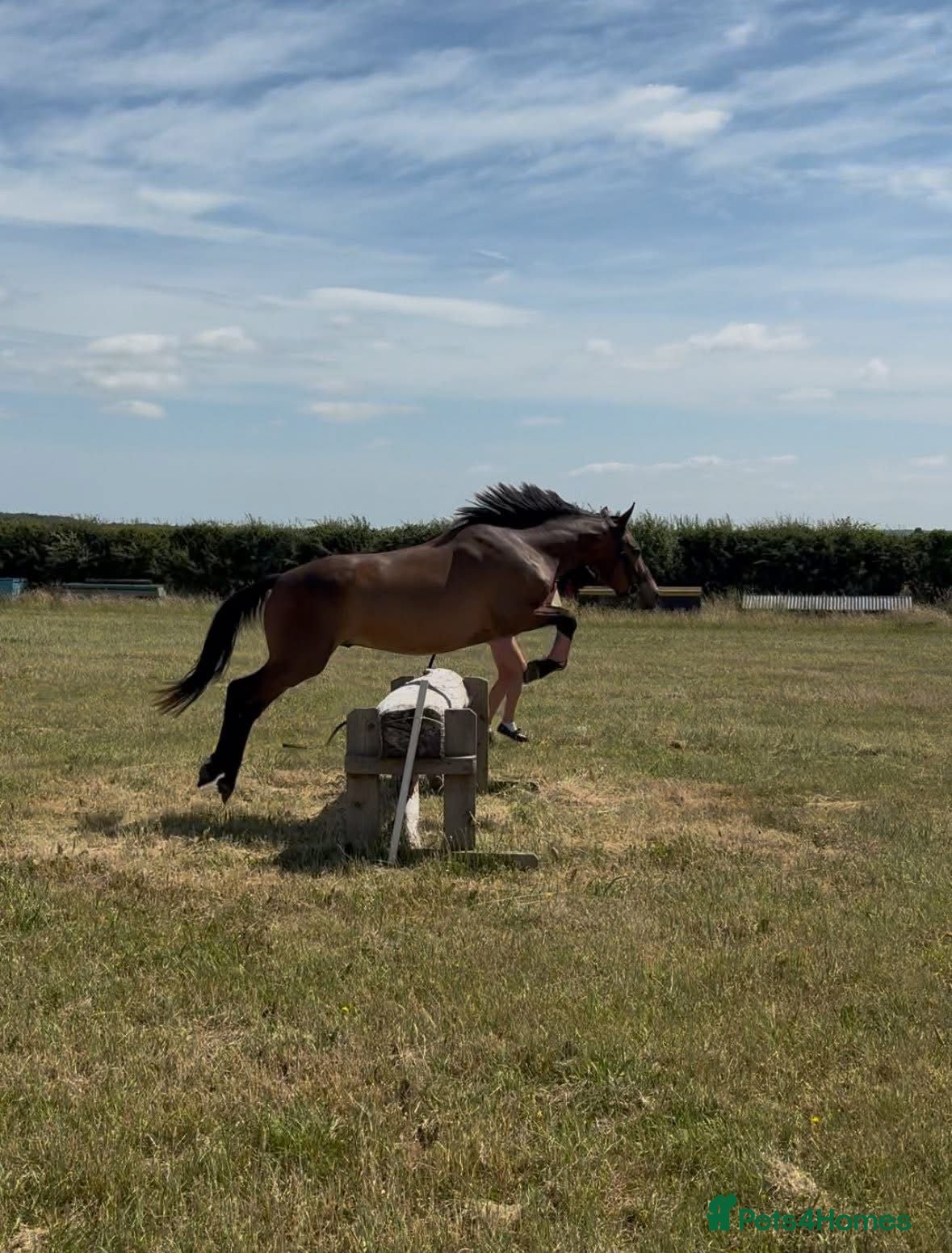 New Forest horses for sale: New forest gelding 4 years old in Norwich - Advert 6