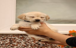 Labrador Retriever dogs for sale: Beautiful labrador puppies for sale - Image 20