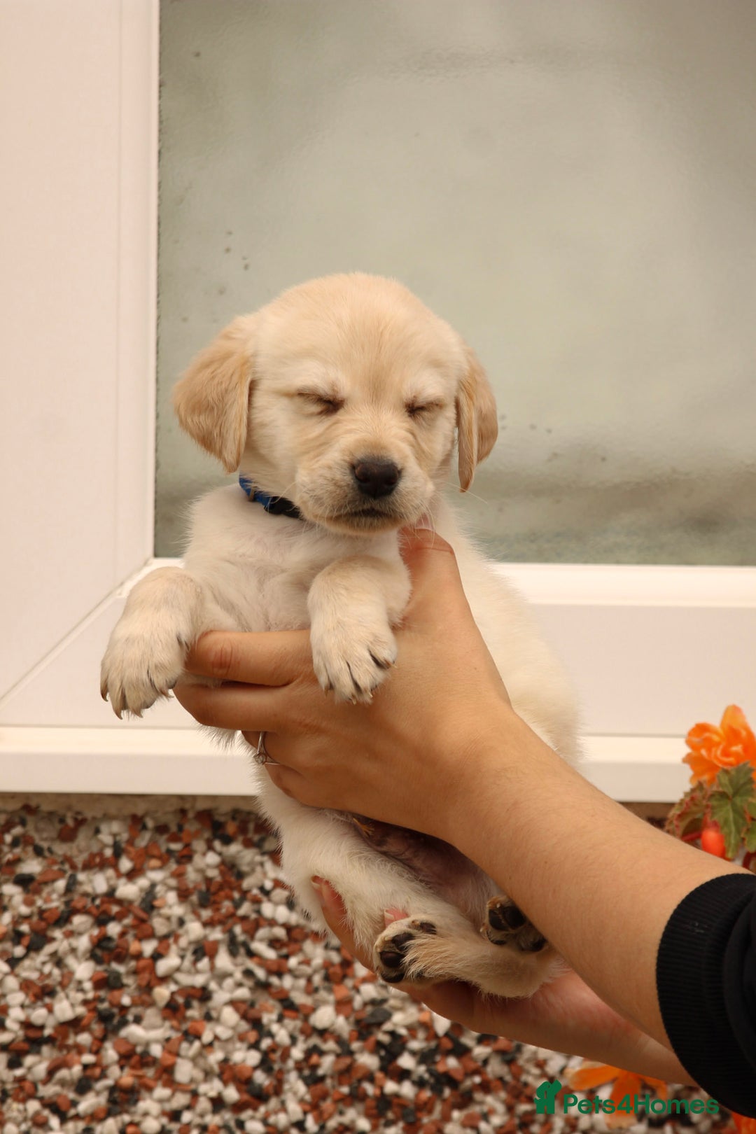 Labrador Retriever dogs for sale: Beautiful labrador puppies for sale - Image 20
