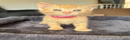 Mixed Breed cats for sale: 6 beautiful ginger kittens  - Advert 5