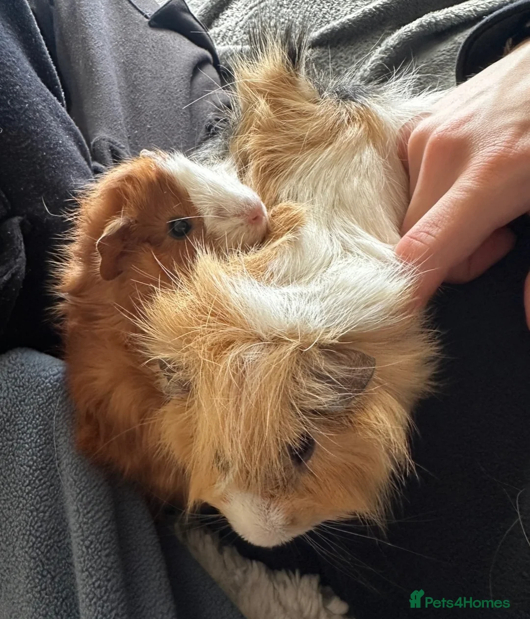 Guinea Pig rodents for sale: Male guinea pigs  in Appleby-in-Westmorland - Advert 2