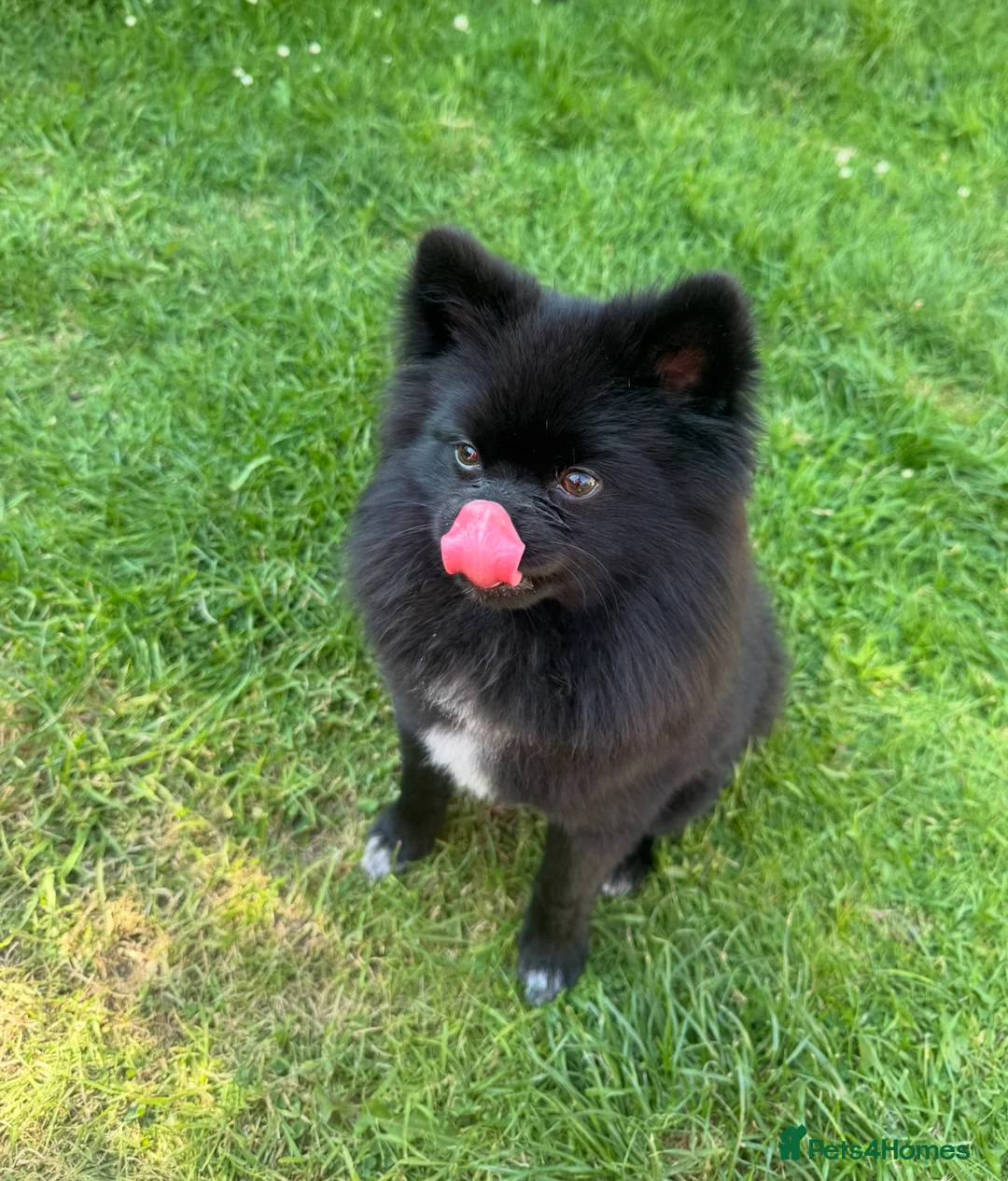 Pomeranian dogs for stud: Meet Badger – Premium Black Pomeranian Stud - Advert 4