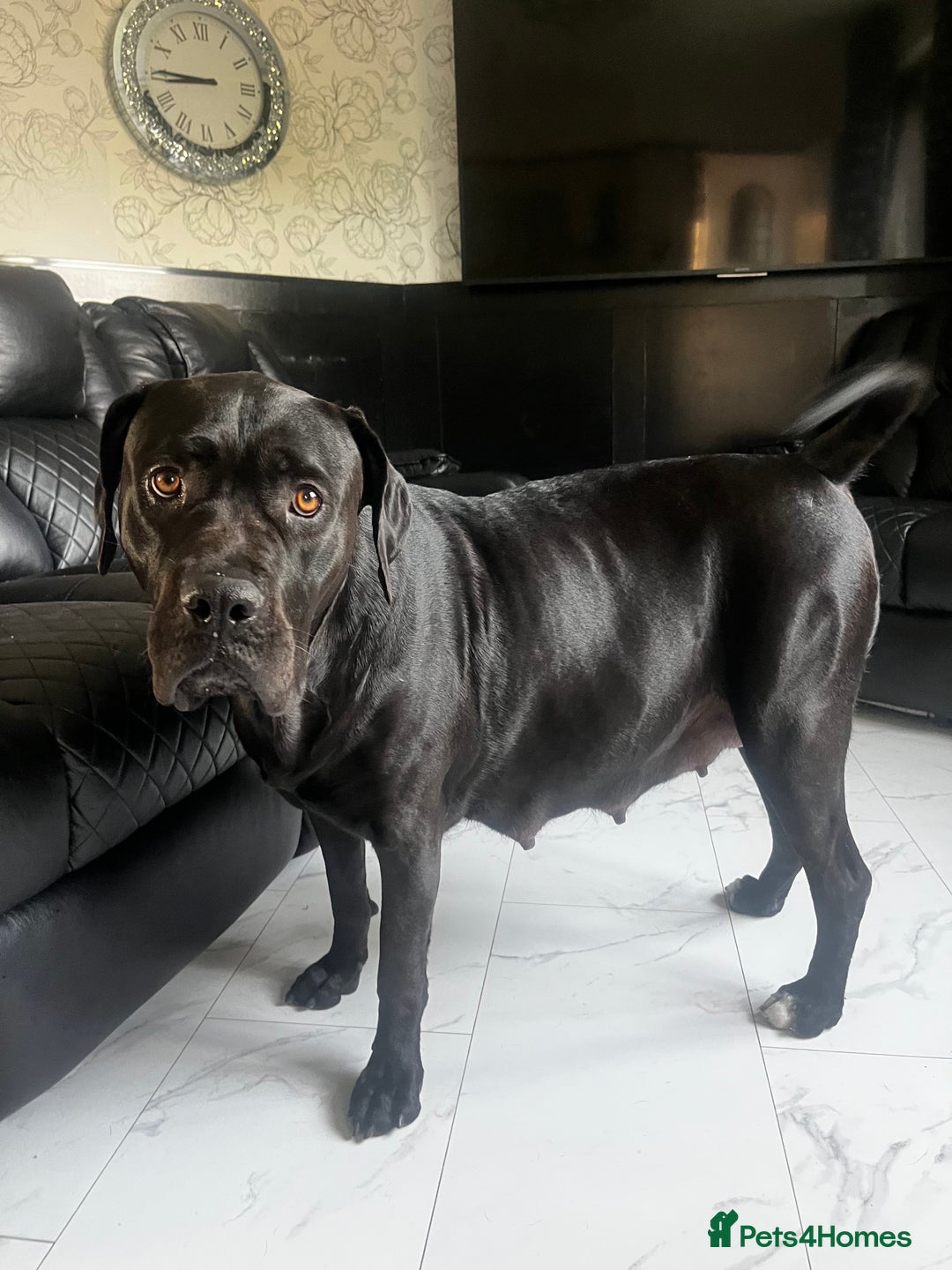 Mixed Breed dogs for sale: Mastiff X Cane Corso Puppies - Image 1