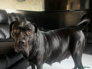 Mixed Breed dogs - Advert 12