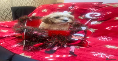 Cavapoo dogs - Advert 1