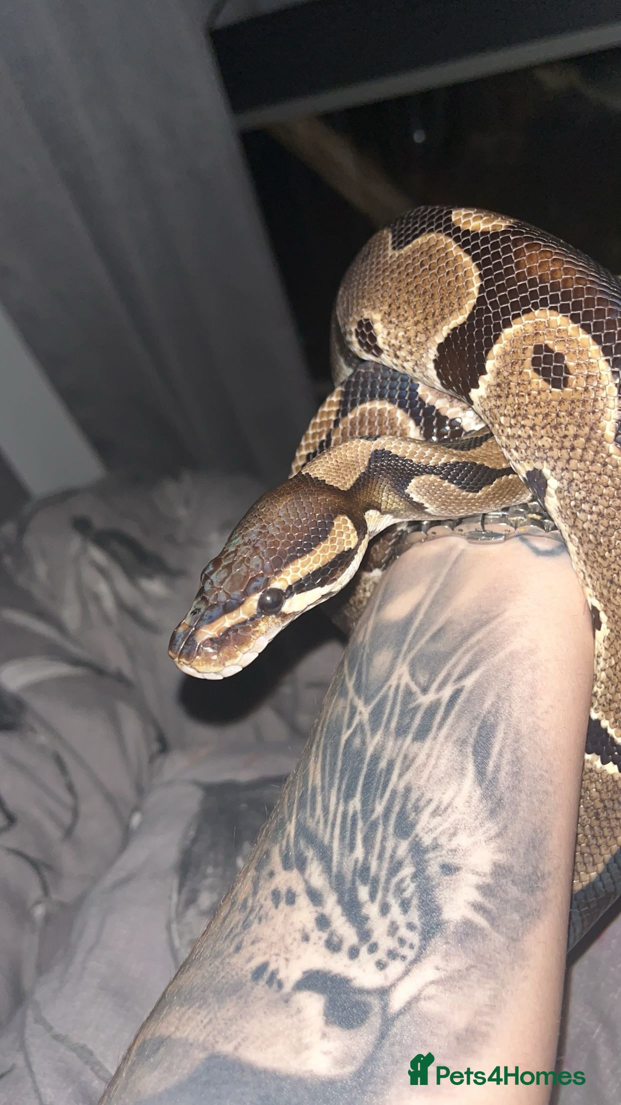 Python Snake reptiles Royal python for sale  - Advert 1