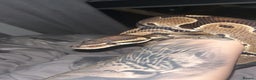Python Snake reptiles for sale: Royal python for sale  - Advert 1