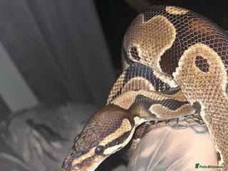 Python Snake reptiles Royal python for sale - Advert 8
