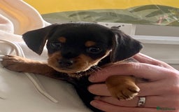 Mixed Breed dogs for sale: Miniature Dacshund/Miniature Yorkie ❤️❤️❤️ - Image 2