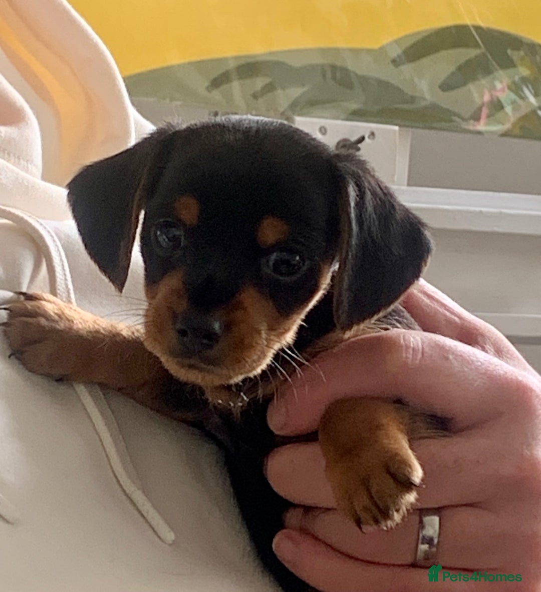 Mixed Breed dogs for sale: Miniature Dacshund/Miniature Yorkie ❤️❤️❤️ - Image 2