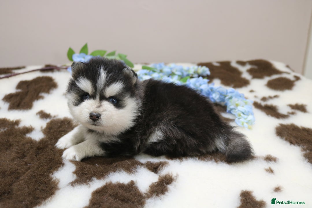 Pomsky dogs for sale: Pomsky puppies - Image 25