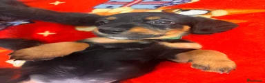 Doxiepoo 1