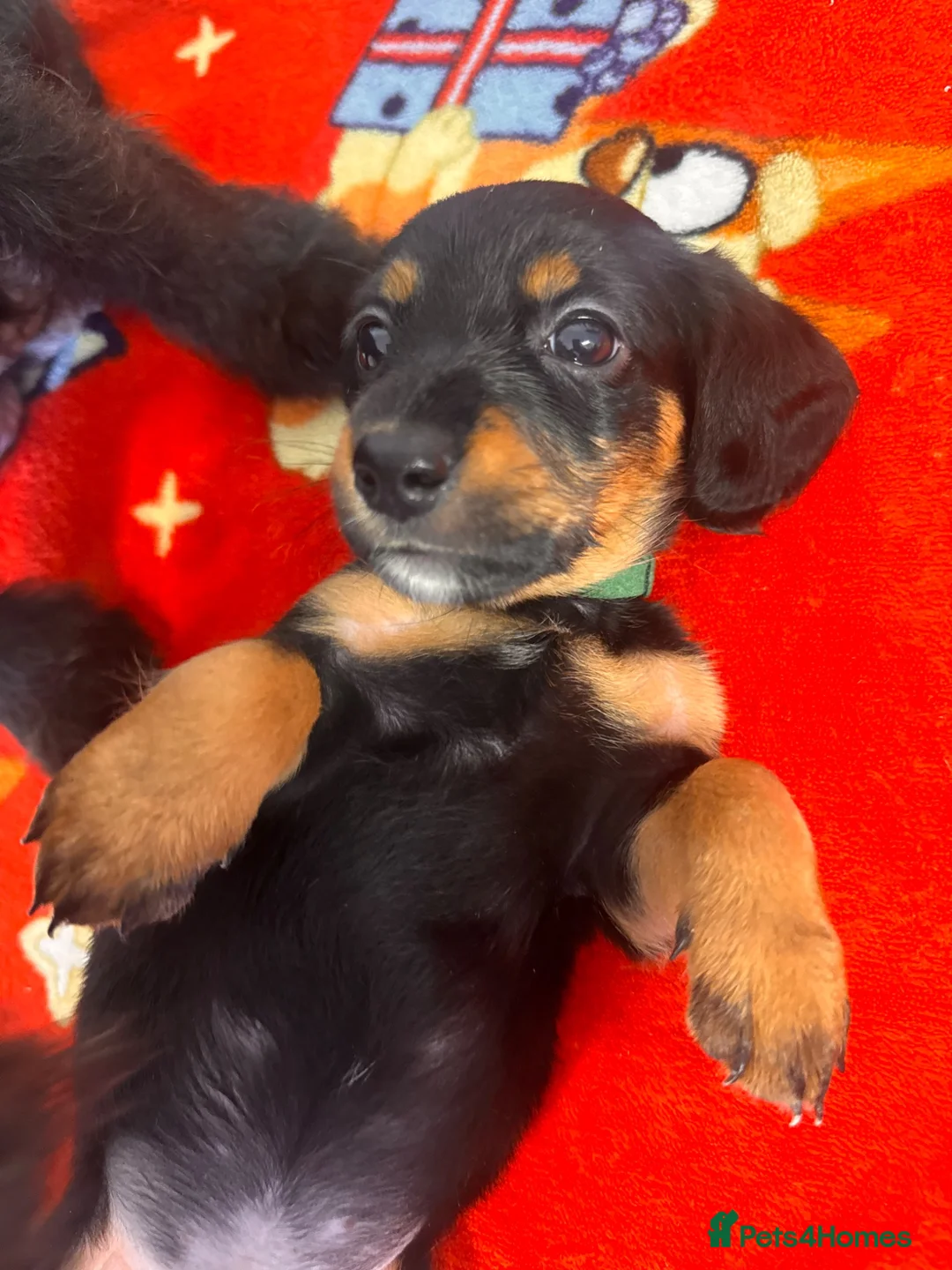 Doxiepoo dogs for sale: Doxiepoo puppy’s  - Advert 2