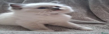 Ragdoll 3