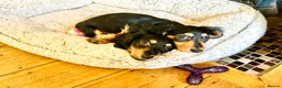 Miniature Dachshund dogs for sale: KC reg mini longhaired dachshund pups 1 girl2xboys - Advert 32