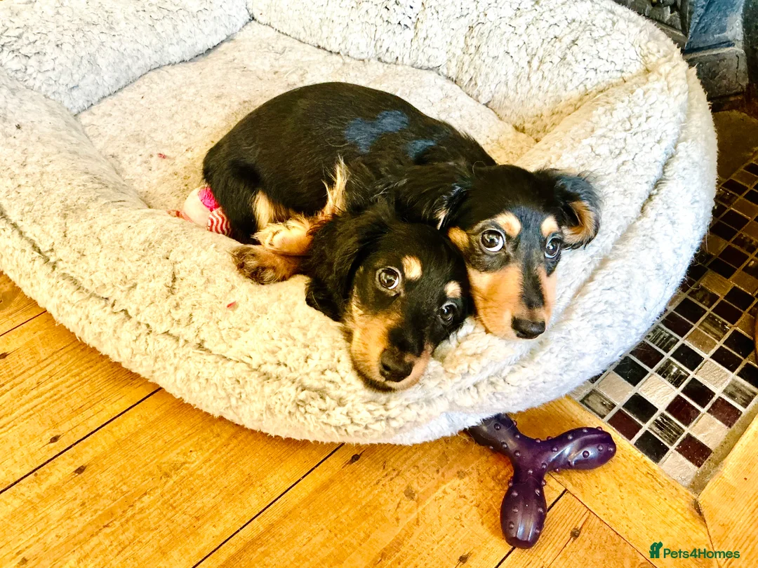 Miniature Dachshund dogs for sale: KC reg mini longhaired dachshund pups 1 girl2xboys - Advert 32