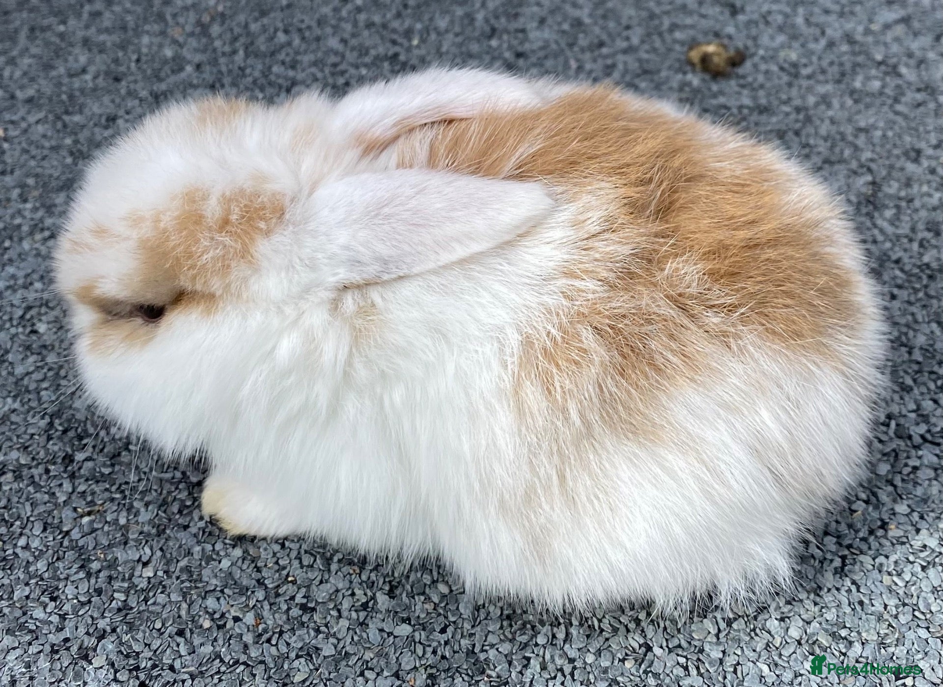 Mini Lop rabbits STUNNING PURE BREED MINI LOPS  - Advert 6