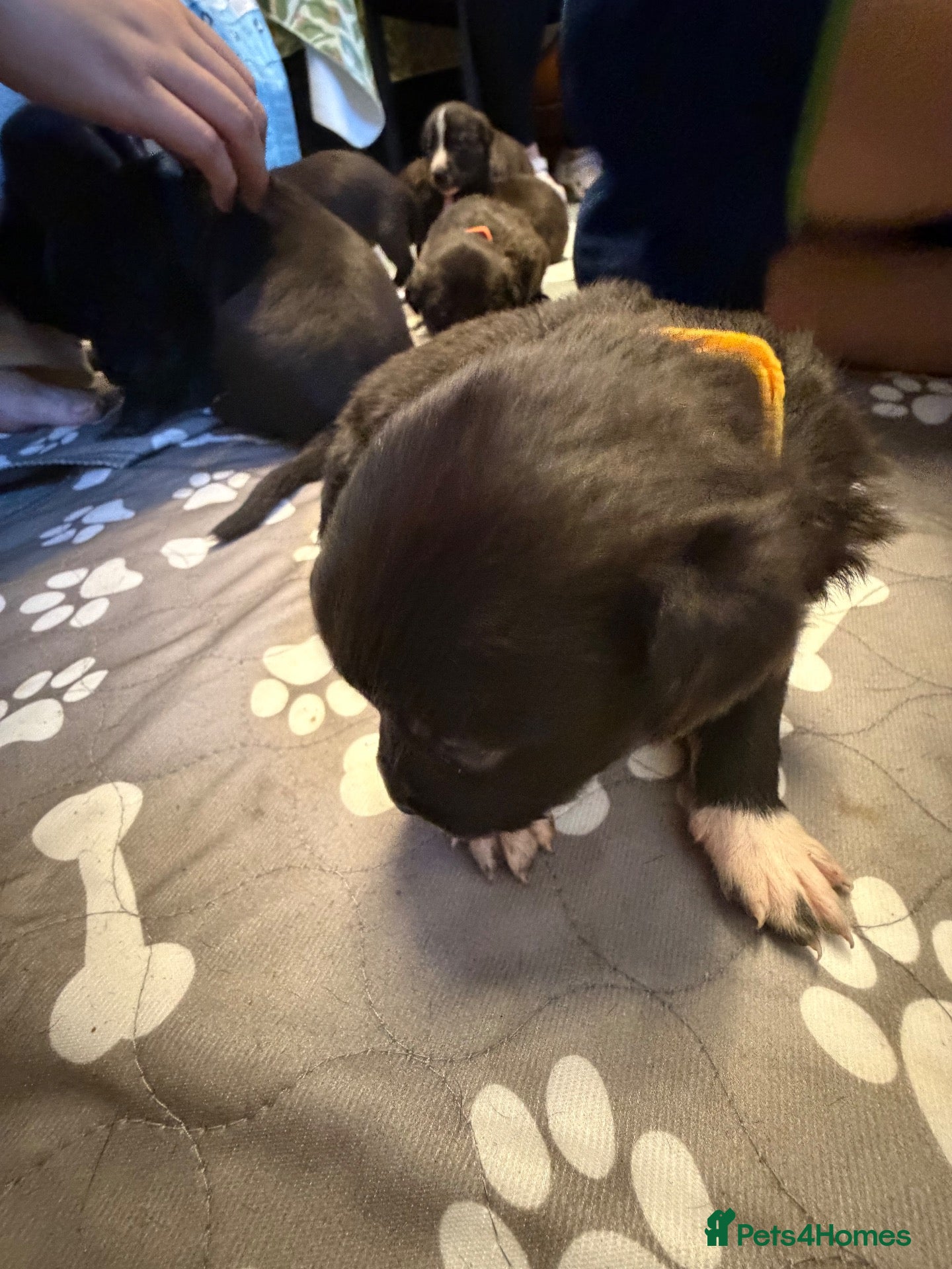 Mixed Breed dogs for sale: Staffordshire bull terrier x Lurcher puppies - Advert 18