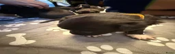 Mixed Breed dogs for sale: Staffordshire bull terrier x Lurcher puppies in Rugby - Advert 1