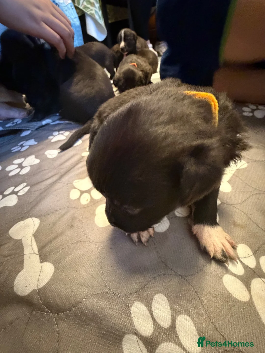 Mixed Breed dogs for sale: Staffordshire bull terrier x Lurcher puppies in Rugby - Advert 1