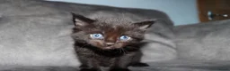 Maine Coon cats for sale: Gorgeous maine coon cross kittens - Advert 31