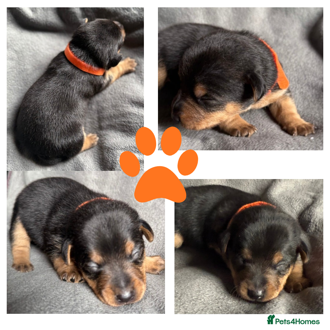 Jack Russell dogs for sale: Stunning Short-legged Jack Russell pups  - Image 2