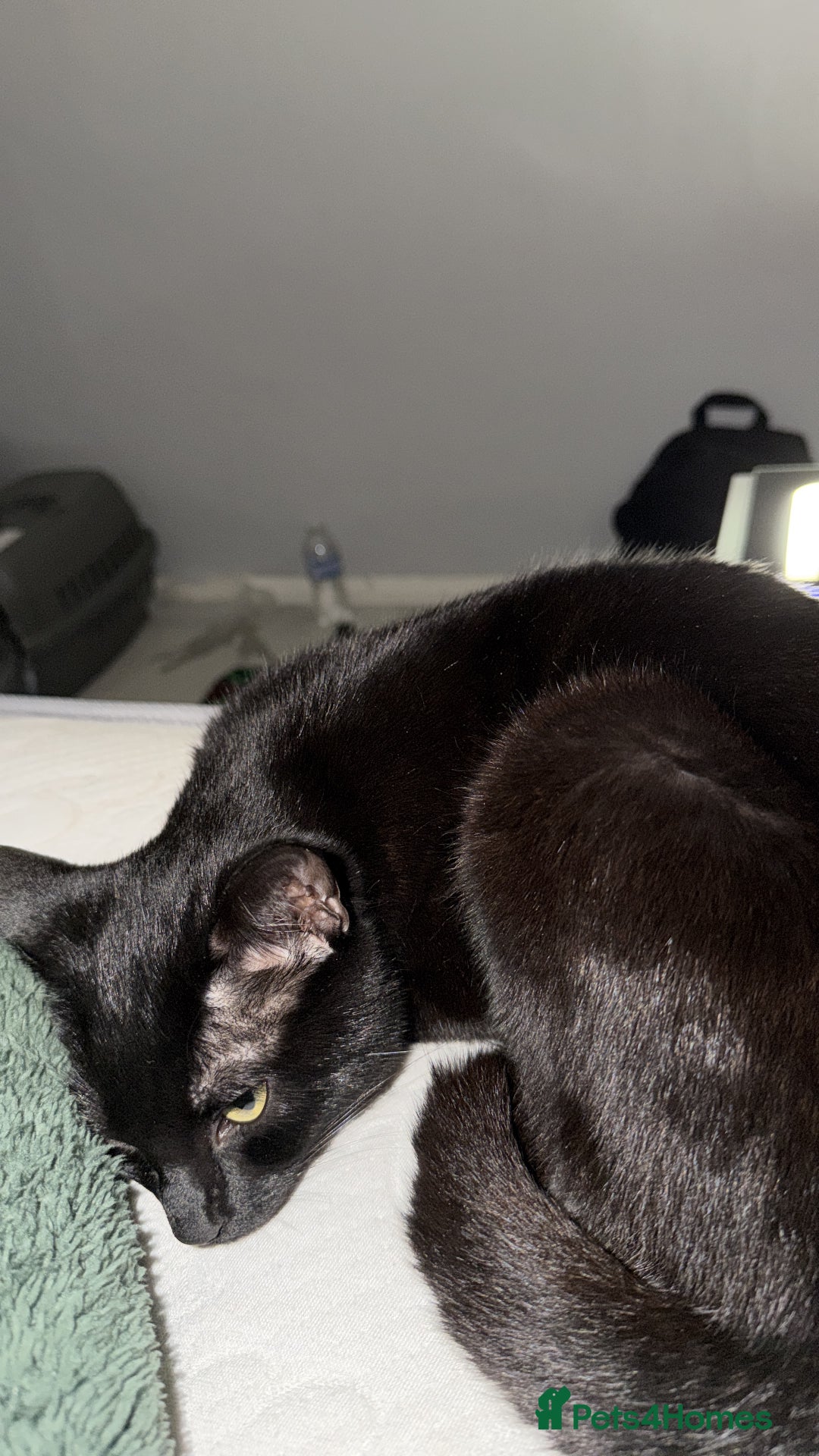 Bombay cats for sale: Bombay 9 months old  - Advert 2