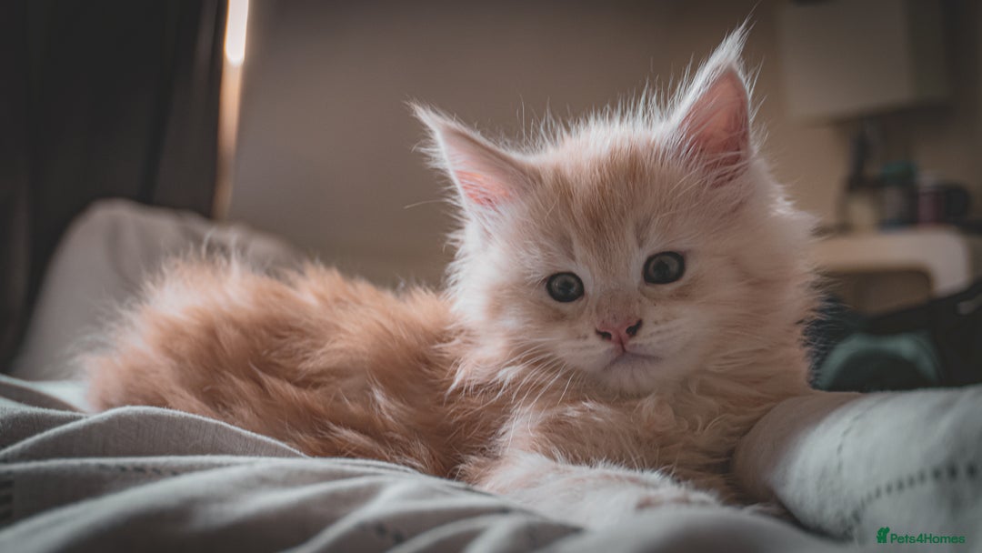 Maine Coon cats for sale: Cream beautiful and fluffy kittens  in Oxford - Image 2