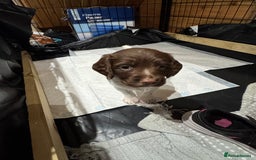 English Springer Spaniel dogs for sale: English springer spaniel puppies  - Image 18