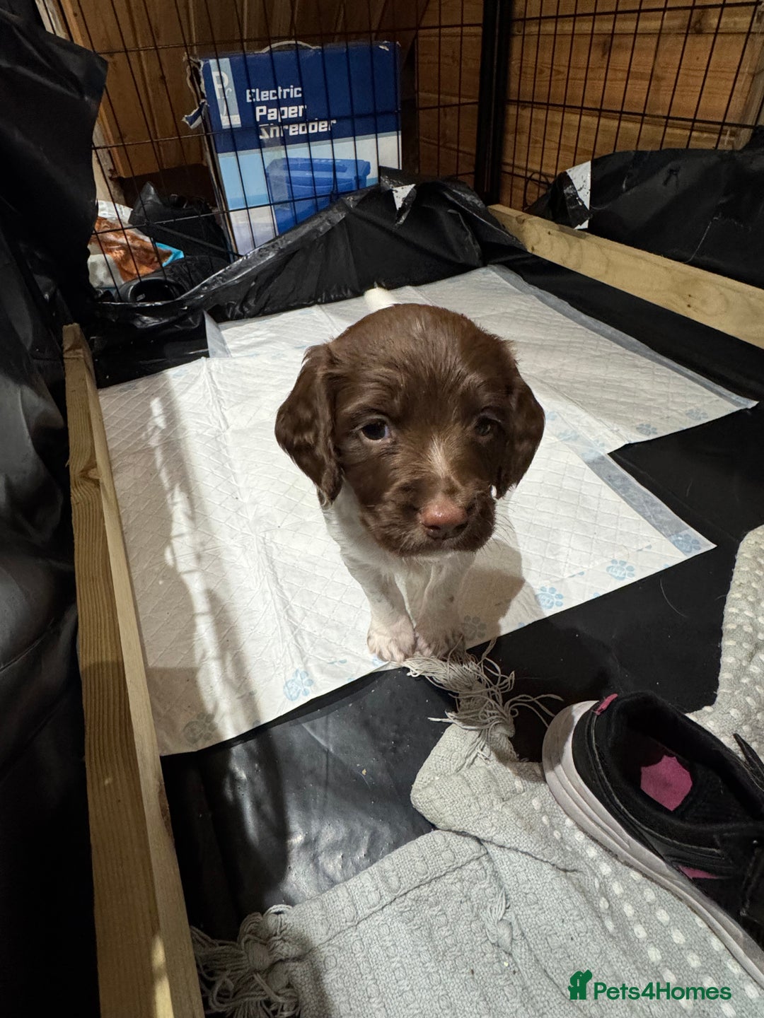 English Springer Spaniel dogs for sale: English springer spaniel puppies  - Image 18