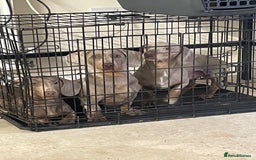 Dachshund dogs for sale: Dachshund  - Image 10