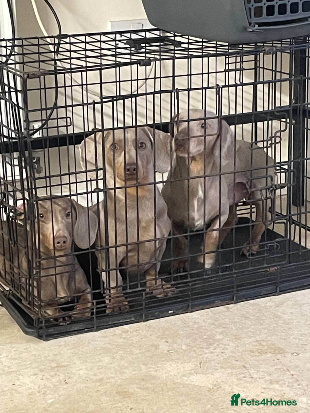 Dachshund dogs for sale: Dachshund  - Image 10